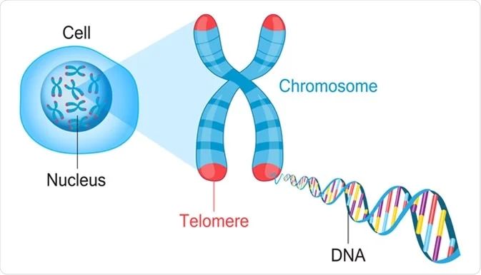 chromosome dna télomère